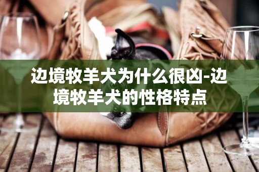 邊境牧羊犬為什么很兇-邊境牧羊犬的性格特點