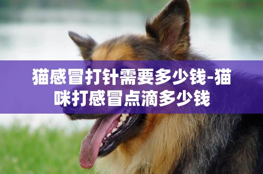 貓感冒打針需要多少錢-貓咪打感冒點滴多少錢