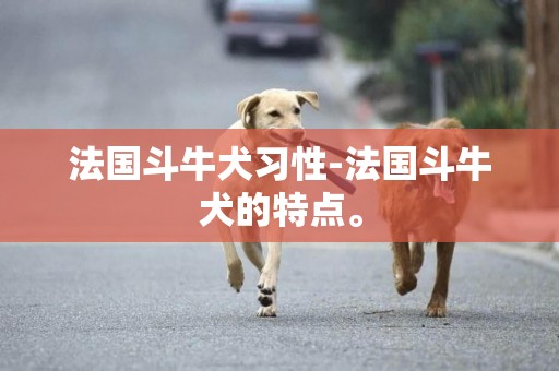 法國斗牛犬習性-法國斗牛犬的特點。