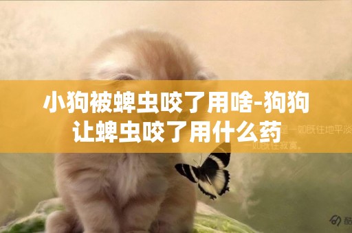 小狗被蜱蟲咬了用啥-狗狗讓蜱蟲咬了用什么藥