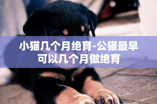 小貓幾個月絕育-公貓最早可以幾個月做絕育