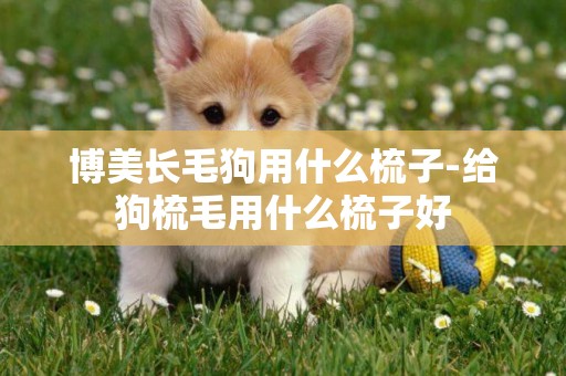 博美長毛狗用什么梳子-給狗梳毛用什么梳子好