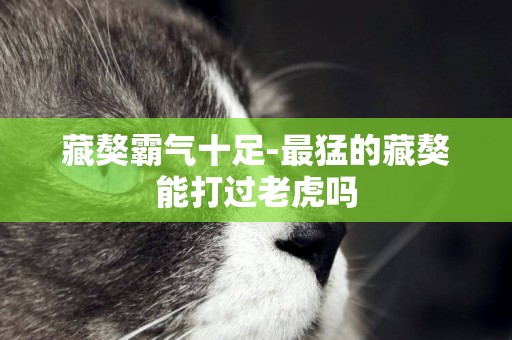 藏獒霸氣十足-最猛的藏獒能打過老虎嗎