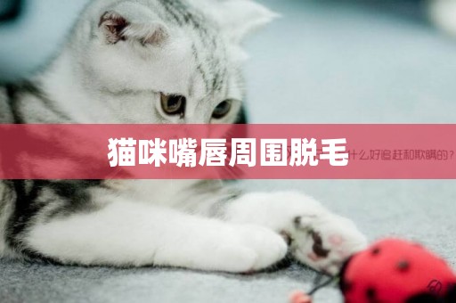 貓咪嘴唇周圍脫毛