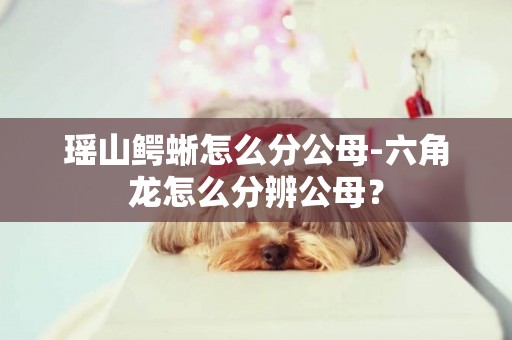 瑤山鱷蜥怎么分公母-六角龍怎么分辨公母？