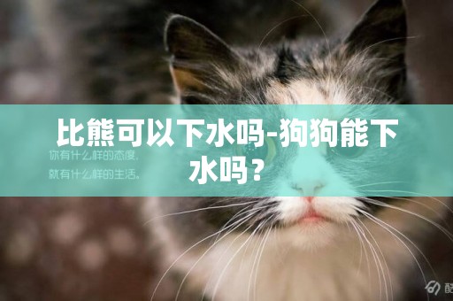 比熊可以下水嗎-狗狗能下水嗎？