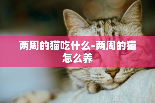 兩周的貓吃什么-兩周的貓怎么養