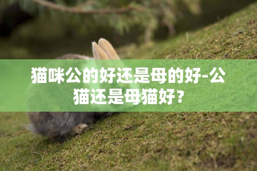貓咪公的好還是母的好-公貓還是母貓好？