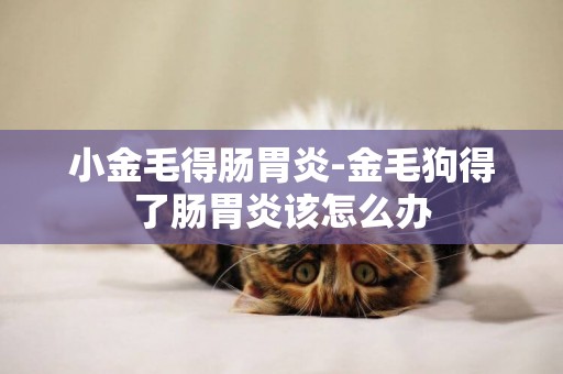 小金毛得腸胃炎-金毛狗得了腸胃炎該怎么辦