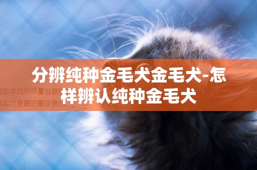 分辨純種金毛犬金毛犬-怎樣辨認純種金毛犬