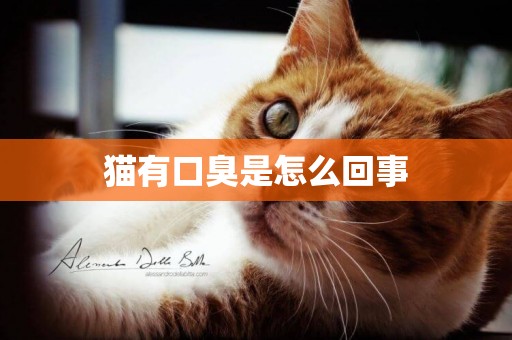 貓有口臭是怎么回事