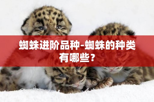 蜘蛛進階品種-蜘蛛的種類有哪些？
