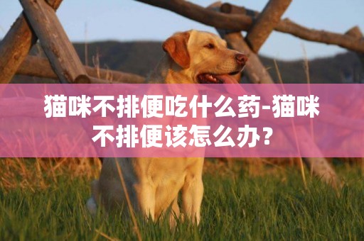 貓咪不排便吃什么藥-貓咪不排便該怎么辦？