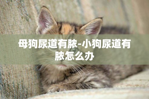 母狗尿道有膿-小狗尿道有膿怎么辦