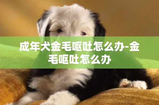 成年犬金毛嘔吐怎么辦-金毛嘔吐怎么辦