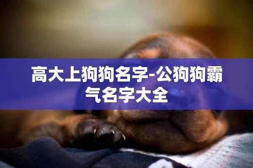 高大上狗狗名字-公狗狗霸氣名字大全