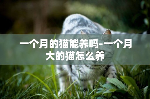 一個月的貓能養嗎-一個月大的貓怎么養