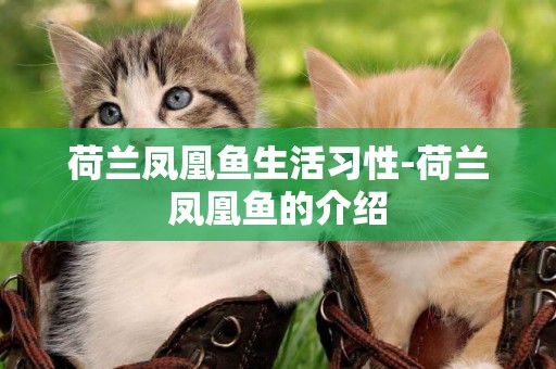 荷蘭鳳凰魚生活習性-荷蘭鳳凰魚的介紹