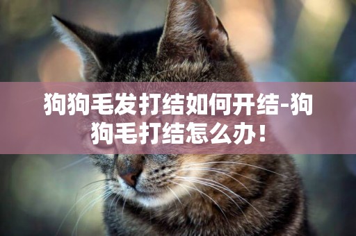 狗狗毛發打結如何開結-狗狗毛打結怎么辦！