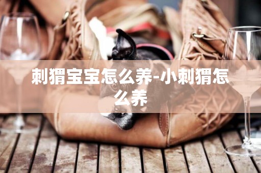 刺猬寶寶怎么養-小刺猬怎么養