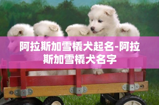 阿拉斯加雪橇犬起名-阿拉斯加雪橇犬名字
