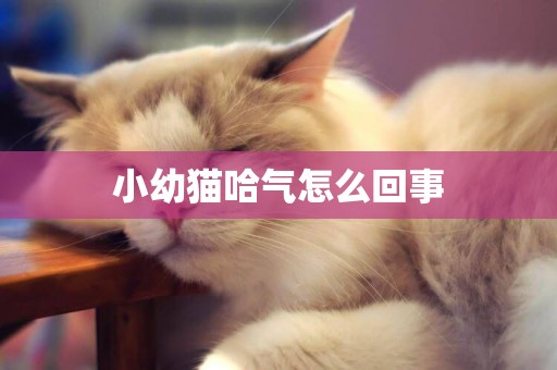 小幼貓哈氣怎么回事