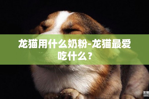 龍貓用什么奶粉-龍貓最愛吃什么？