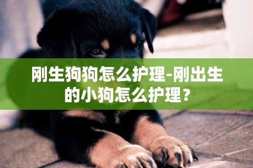 剛生狗狗怎么護理-剛出生的小狗怎么護理？