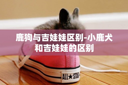 鹿狗與吉娃娃區別-小鹿犬和吉娃娃的區別