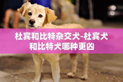 杜賓和比特雜交犬-杜賓犬和比特犬哪種更兇
