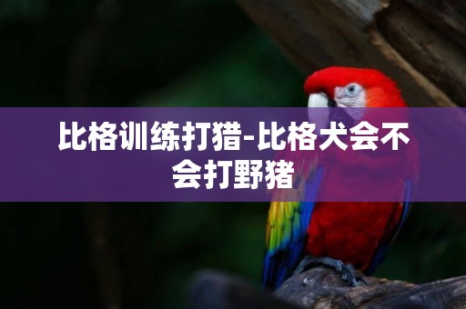 比格訓練打獵-比格犬會不會打野豬