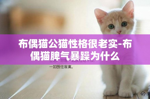 布偶貓公貓性格很老實-布偶貓脾氣暴躁為什么