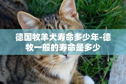 德國牧羊犬壽命多少年-德牧一般的壽命是多少