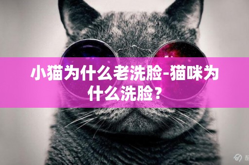 小貓為什么老洗臉-貓咪為什么洗臉？