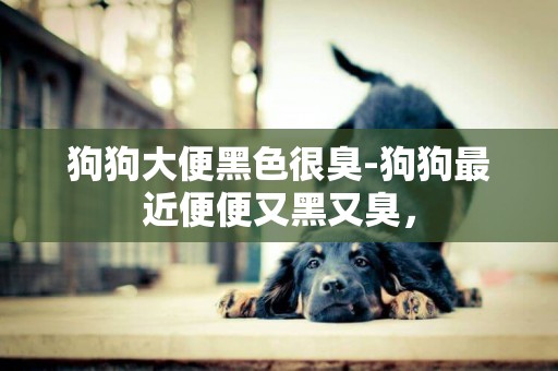 狗狗大便黑色很臭-狗狗最近便便又黑又臭，