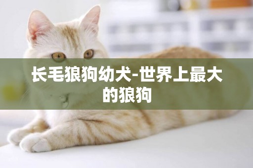 長毛狼狗幼犬-世界上最大的狼狗