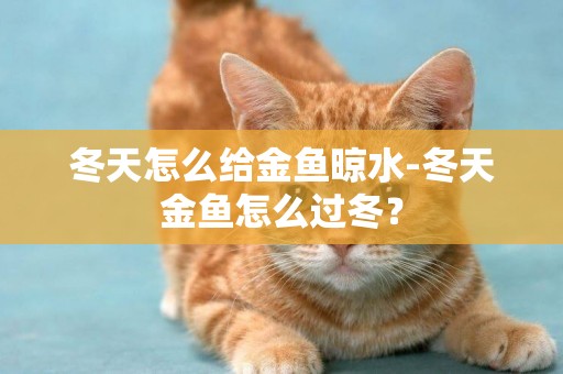 冬天怎么給金魚晾水-冬天金魚怎么過冬？