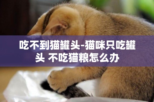 吃不到貓罐頭-貓咪只吃罐頭 不吃貓糧怎么辦