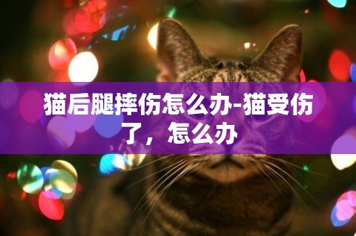 貓后腿摔傷怎么辦-貓受傷了，怎么辦