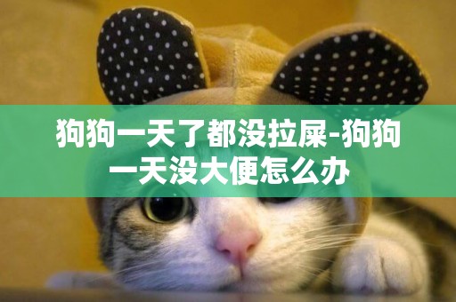 狗狗一天了都沒拉屎-狗狗一天沒大便怎么辦