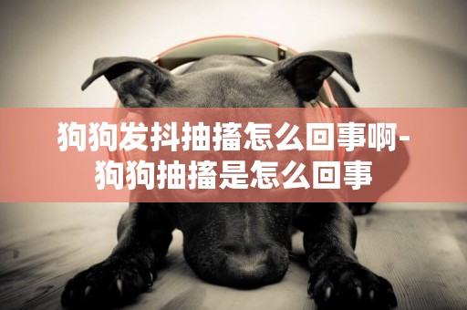 狗狗發抖抽搐怎么回事啊-狗狗抽搐是怎么回事