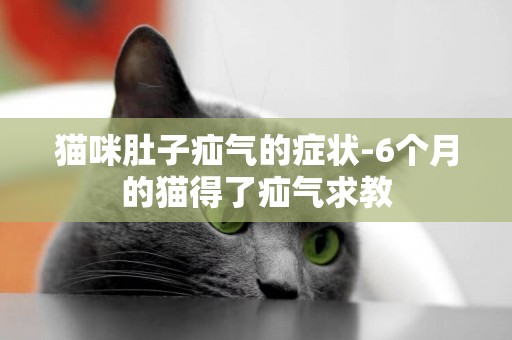 貓咪肚子疝氣的癥狀-6個月的貓得了疝氣求教