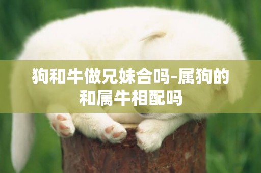 狗和牛做兄妹合嗎-屬狗的和屬牛相配嗎