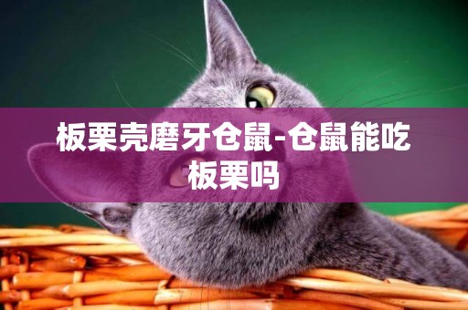板栗殼磨牙倉鼠-倉鼠能吃板栗嗎