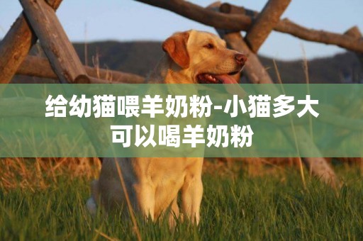給幼貓喂羊奶粉-小貓多大可以喝羊奶粉