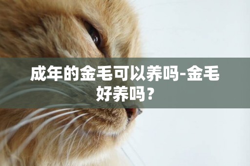成年的金毛可以養嗎-金毛好養嗎？