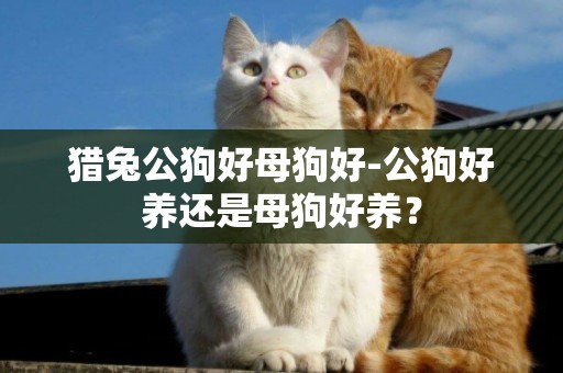 獵兔公狗好母狗好-公狗好養還是母狗好養？