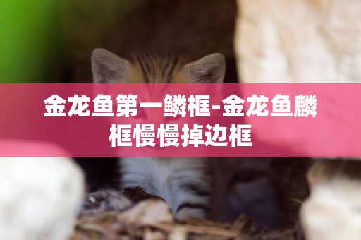 金龍魚第一鱗框-金龍魚麟框慢慢掉邊框