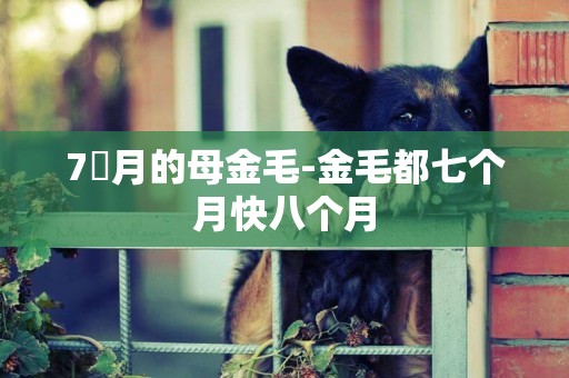 7個月的母金毛-金毛都七個月快八個月