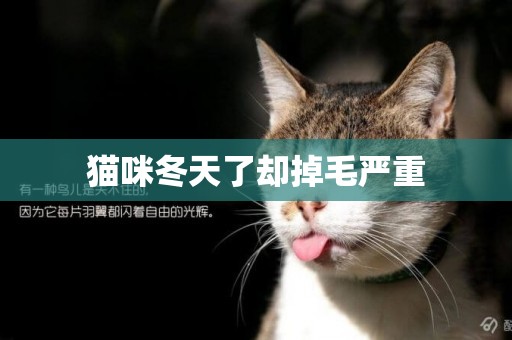 貓咪冬天了卻掉毛嚴重
